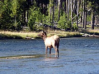 Yellowstone (18).JPG